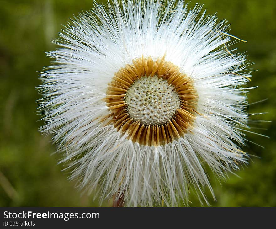 The old days of dandelion. The old days of dandelion