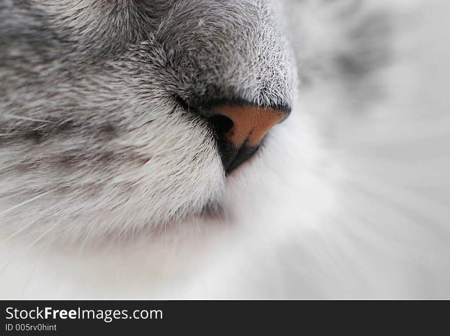 Close-up of a nose of a cat. 50mm + macrorings. Close-up of a nose of a cat. 50mm + macrorings