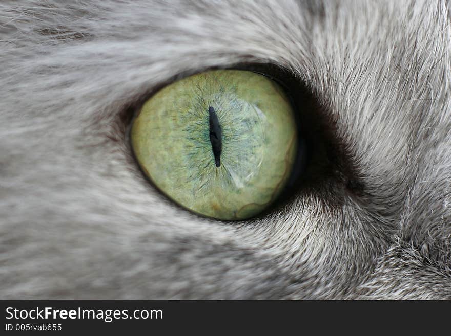 Close-up of a green eye of a cat. 50mm + macro ring