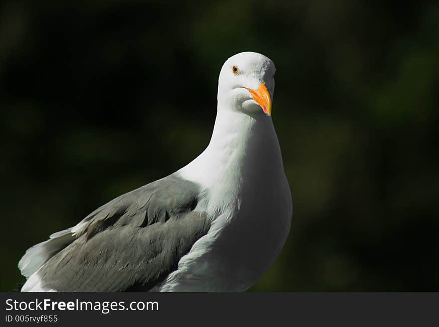 Western Gull, Oregon coast