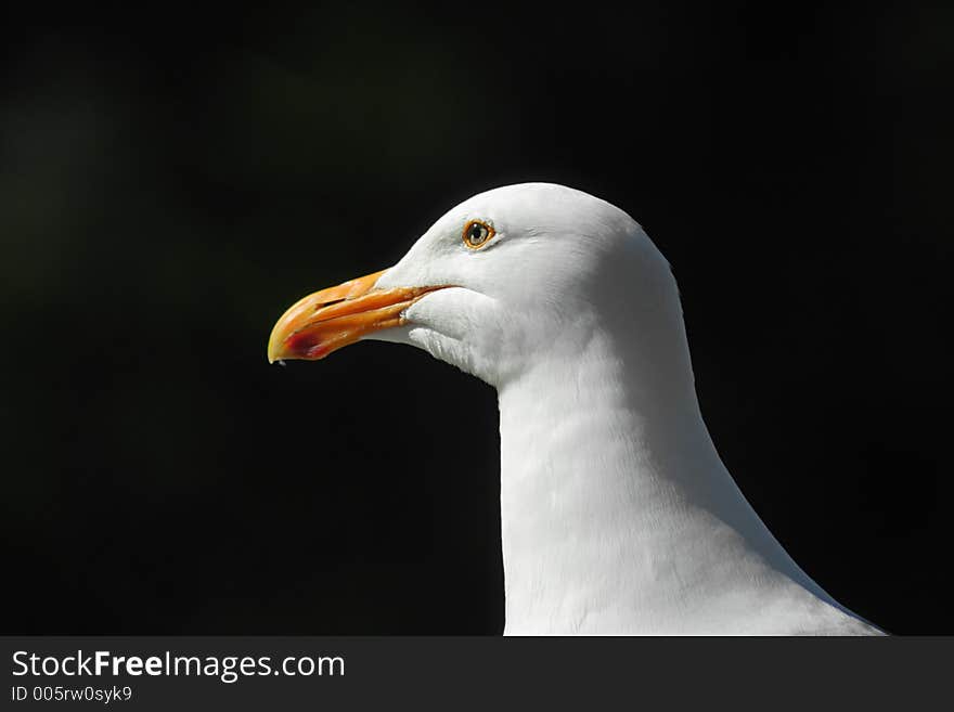 Western Gull, Oregon coast. Western Gull, Oregon coast