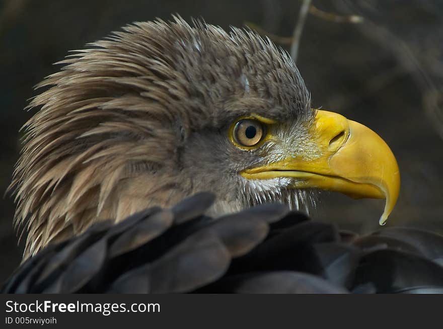 Portrait of an eagle. Portrait of an eagle