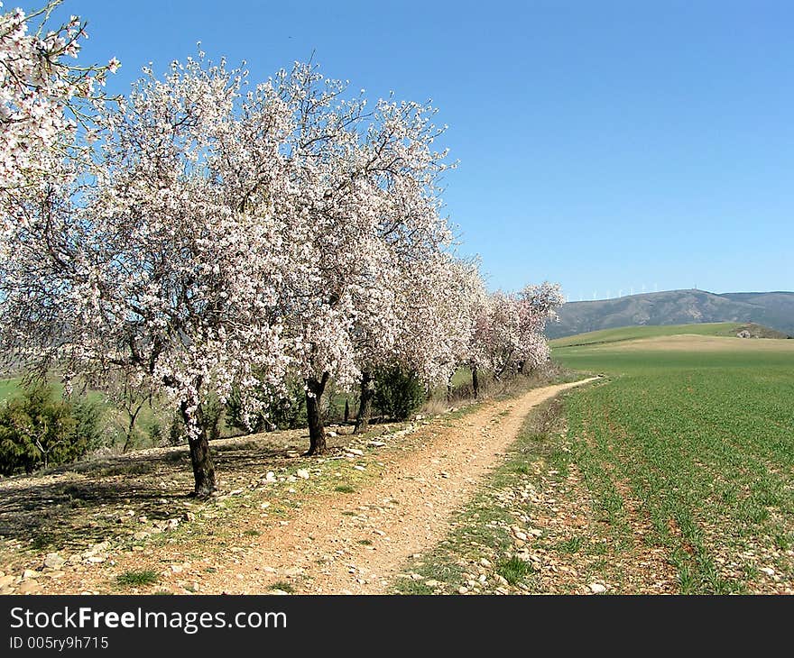 Blooming Trees in Spain