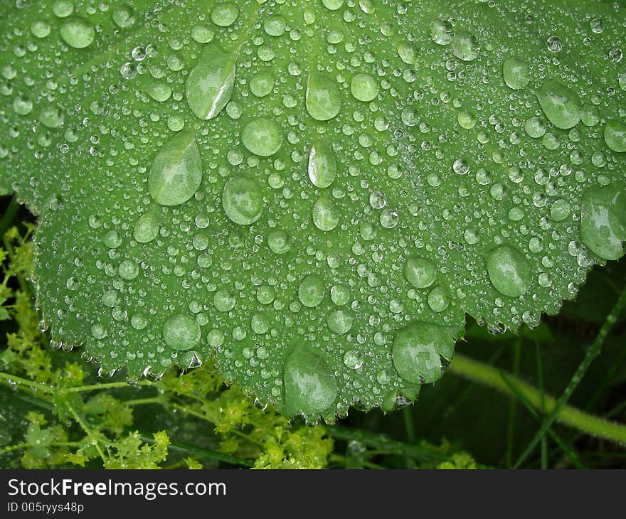 Lady's Mantle, (Alchemilla Mollis), after the rain