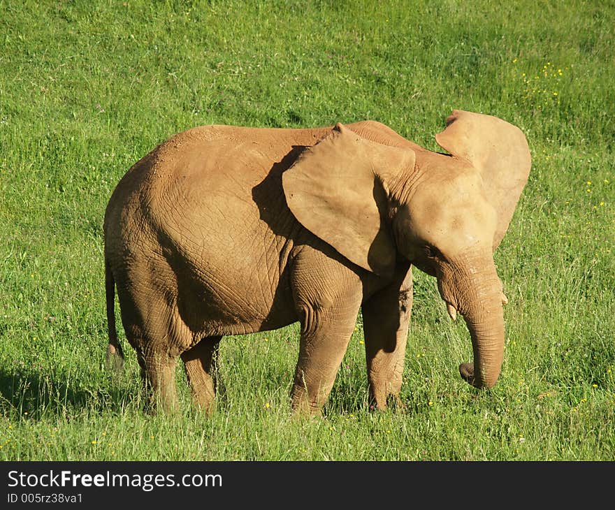 Elephant Under Sun