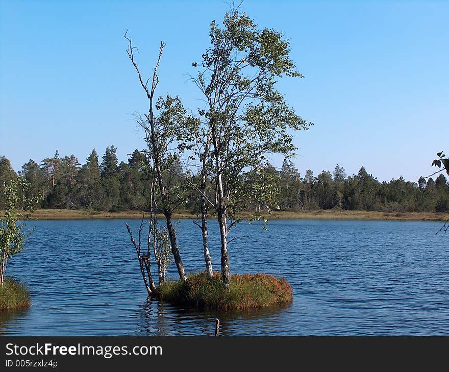 Tree on an Isle in a Moorlake