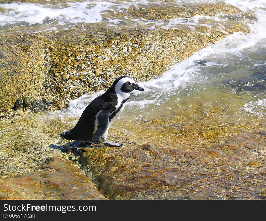 Penguin walking from a rock into the sea to swim. Penguin walking from a rock into the sea to swim