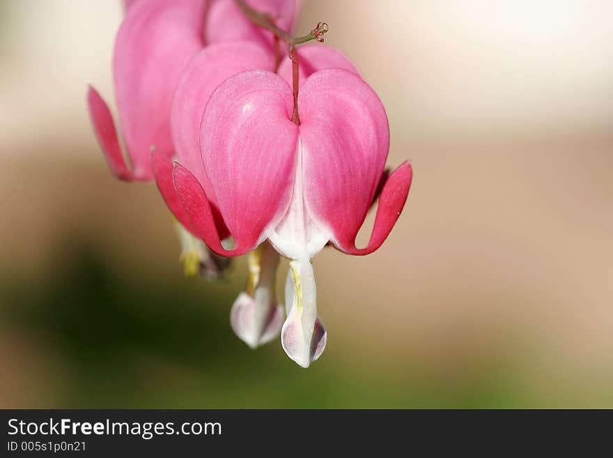 Macro of interesting heart flowers. Macro of interesting heart flowers