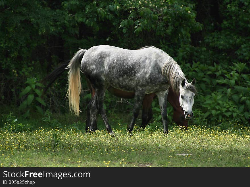 Dabble grey arabian mare walking across a shadowed pasture. Dabble grey arabian mare walking across a shadowed pasture.