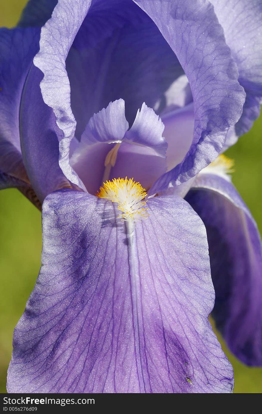 Macro of blue flower with many small stamens