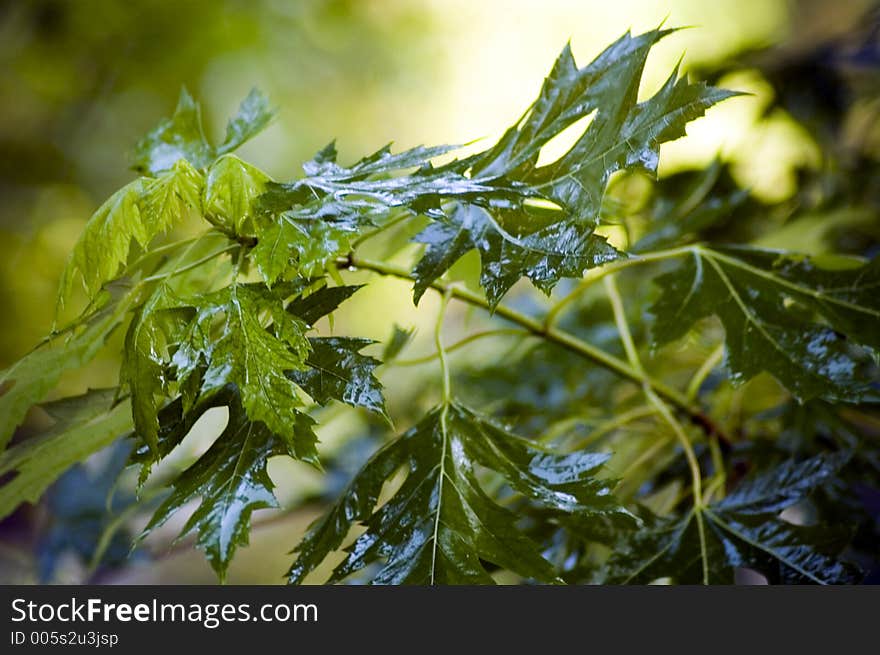 Glistening green tree leaves. Glistening green tree leaves.