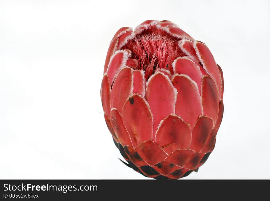 Closeup of a tropical flower Protea. Early stage of blooming. Isolated on white background.