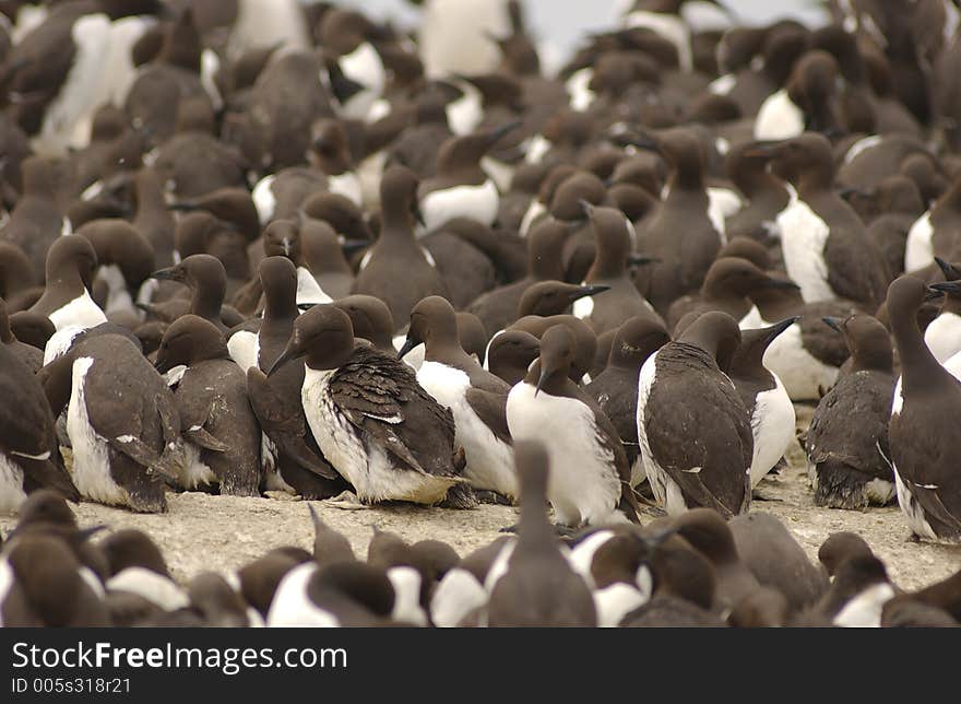 Guillemots