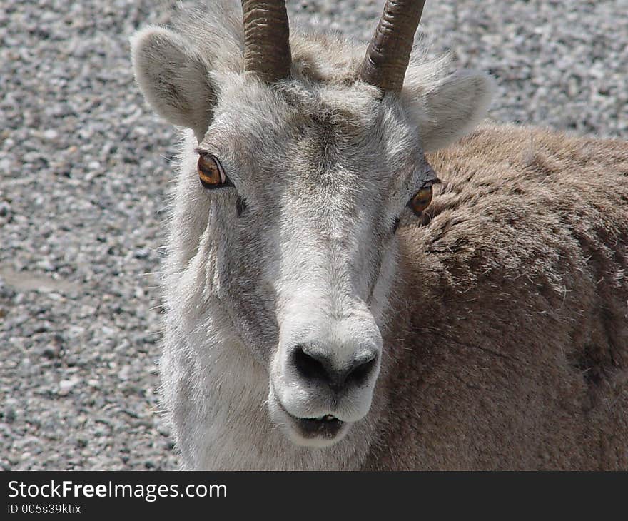 Stone mountain sheep.