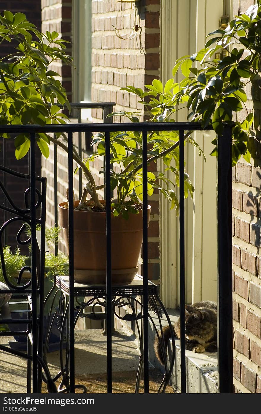 A tortoiseshell cat on the doorstep enjoys the morning sunshine. A tortoiseshell cat on the doorstep enjoys the morning sunshine.