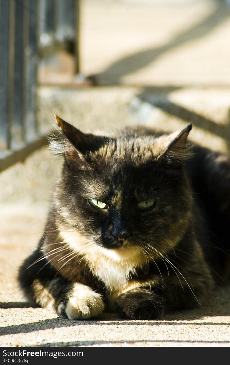 A beautiful tortoiseshell cat drowses in the morning sun. A beautiful tortoiseshell cat drowses in the morning sun.