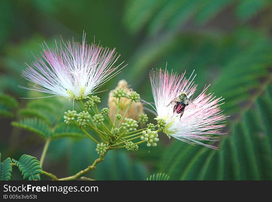 Bee & Flower