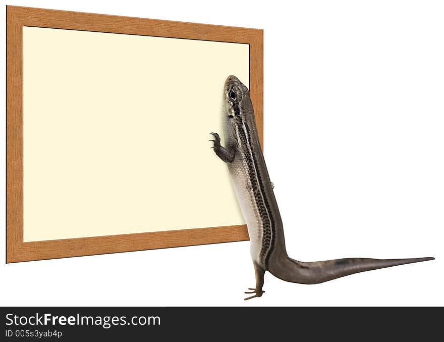 A skink lizard looking at a sign. A skink lizard looking at a sign