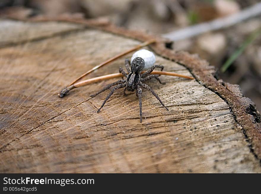 Spider With Egg Sack