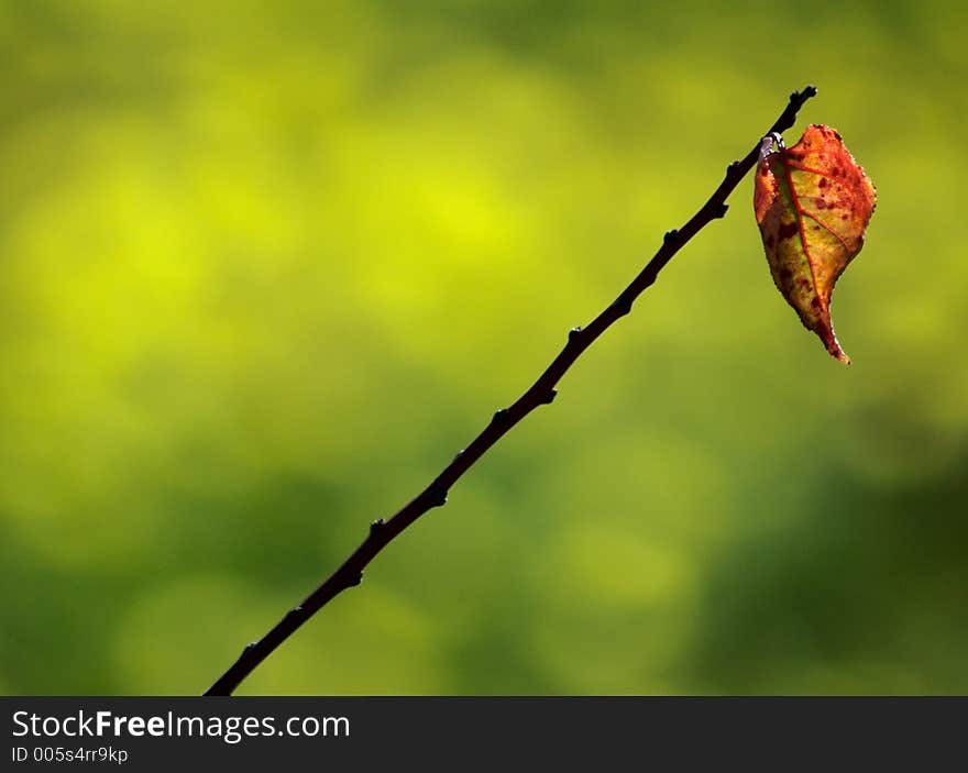 Single Leaf