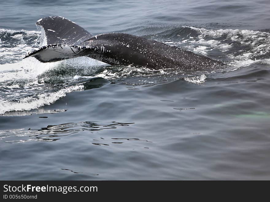 Humpback whale surfacing