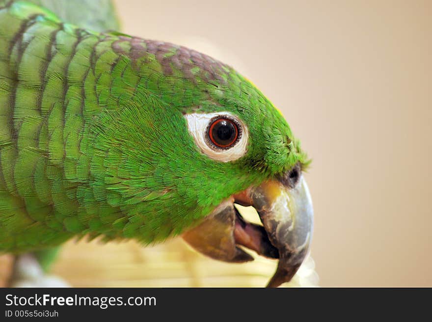 Green Parrot Portrait