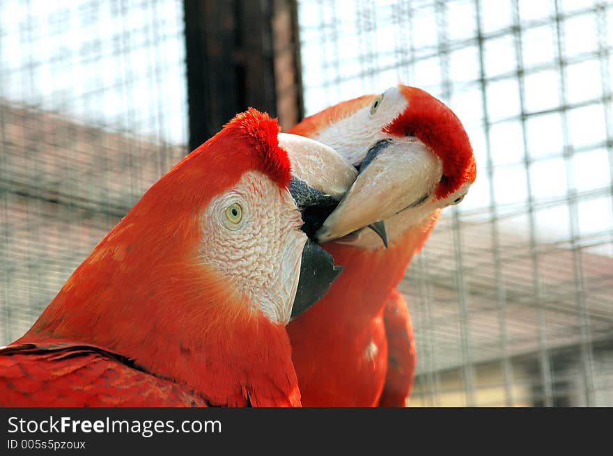 Macaws