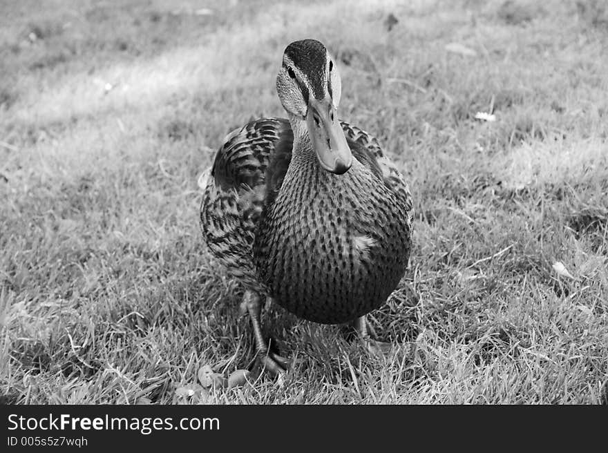 Duck in the grass