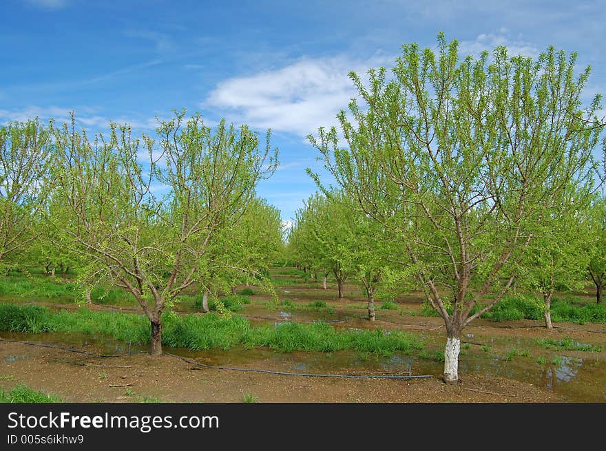 Orchard in springtime