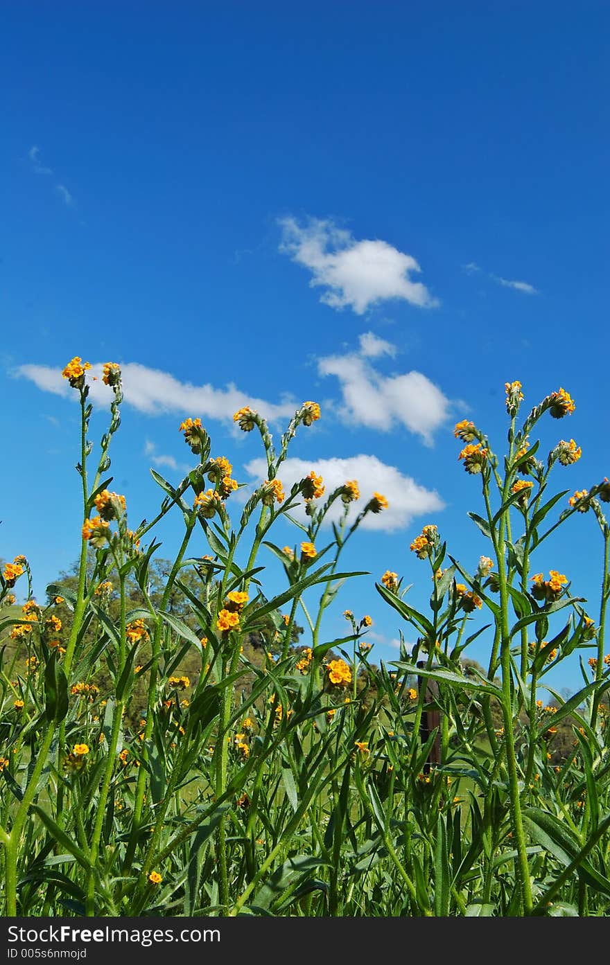 Springtime meadow