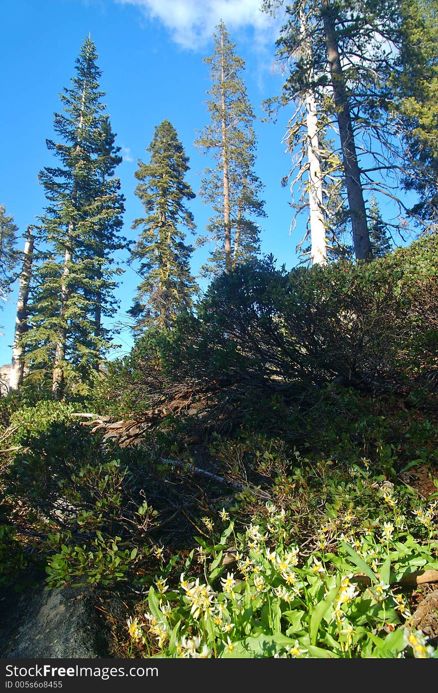 Alpine Scenery in the Northern Sierra near Lake Tahoe. Alpine Scenery in the Northern Sierra near Lake Tahoe