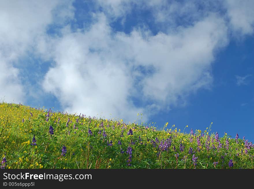 Springtime meadow