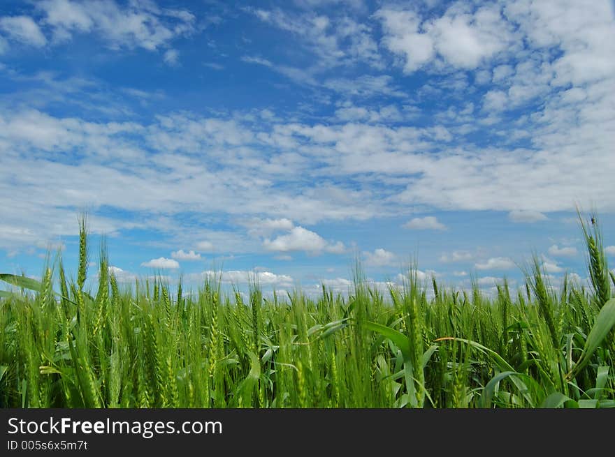 Springtime field