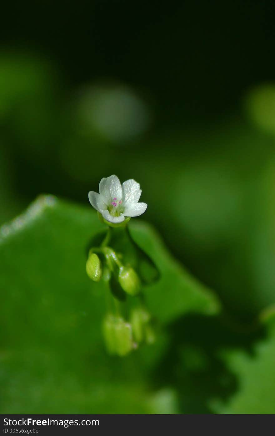 Springtime flora