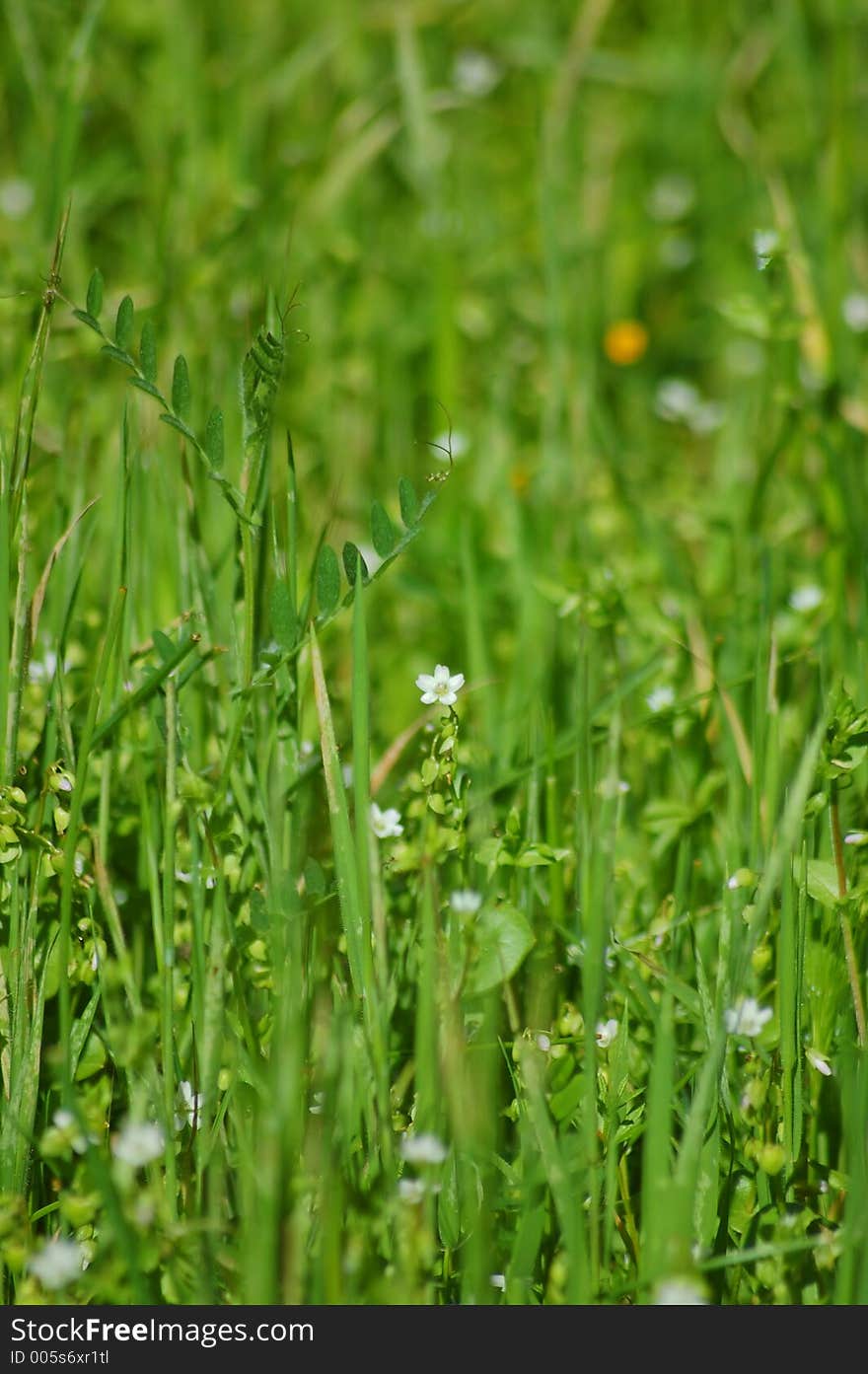 Springtime meadow