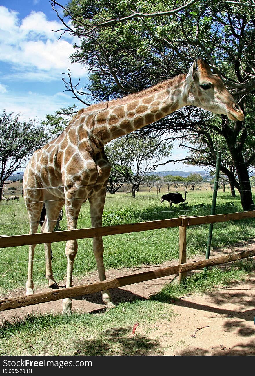 Giraffe waiting to be fed