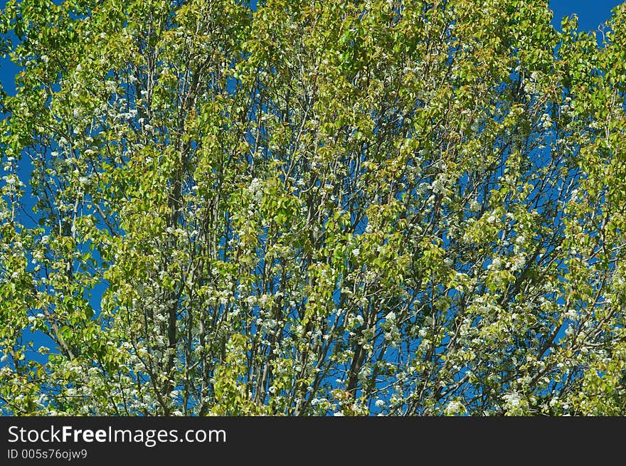 Spring flowers in full bloom. Spring flowers in full bloom