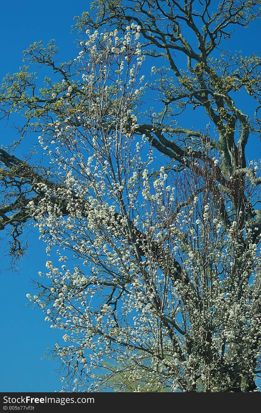 Spring flowers in full bloom. Spring flowers in full bloom