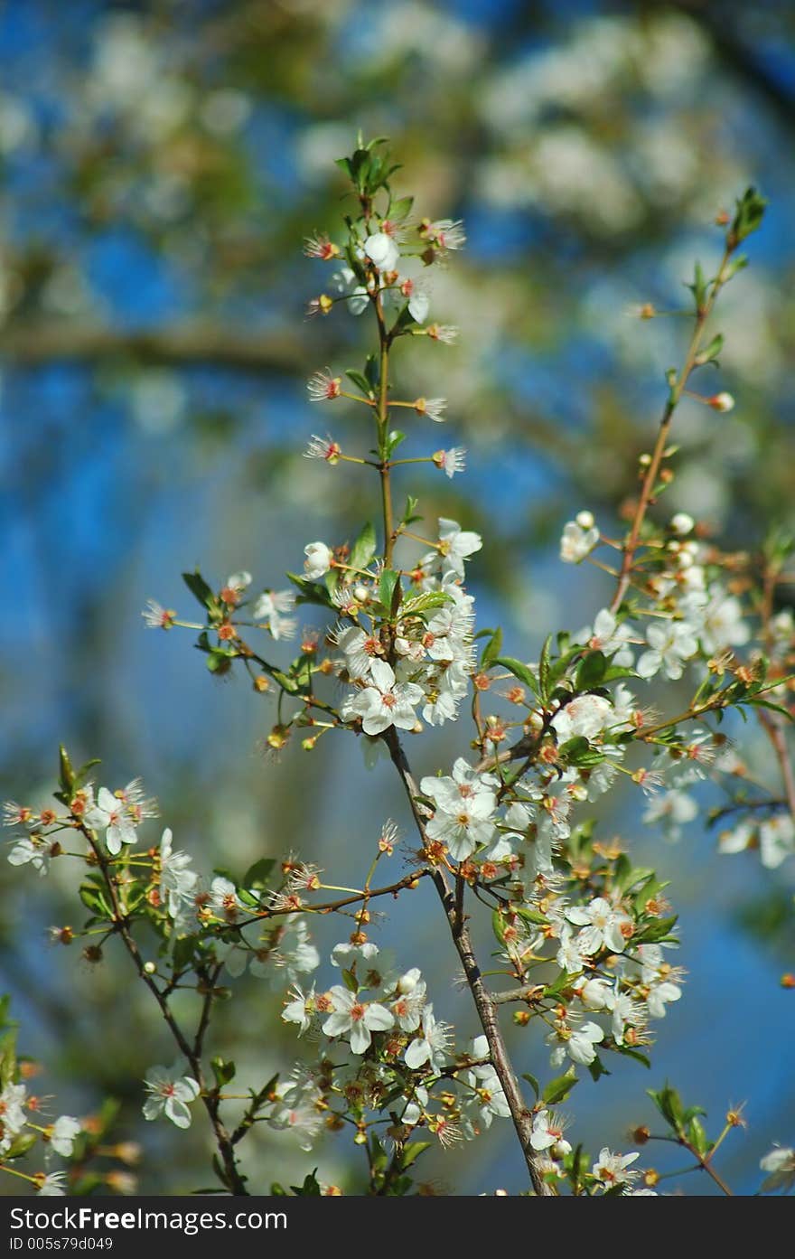 Springtime Flora