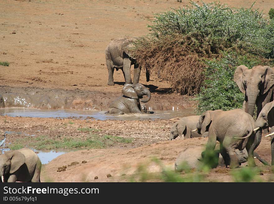 A Young Elephant having a mud bath. A Young Elephant having a mud bath