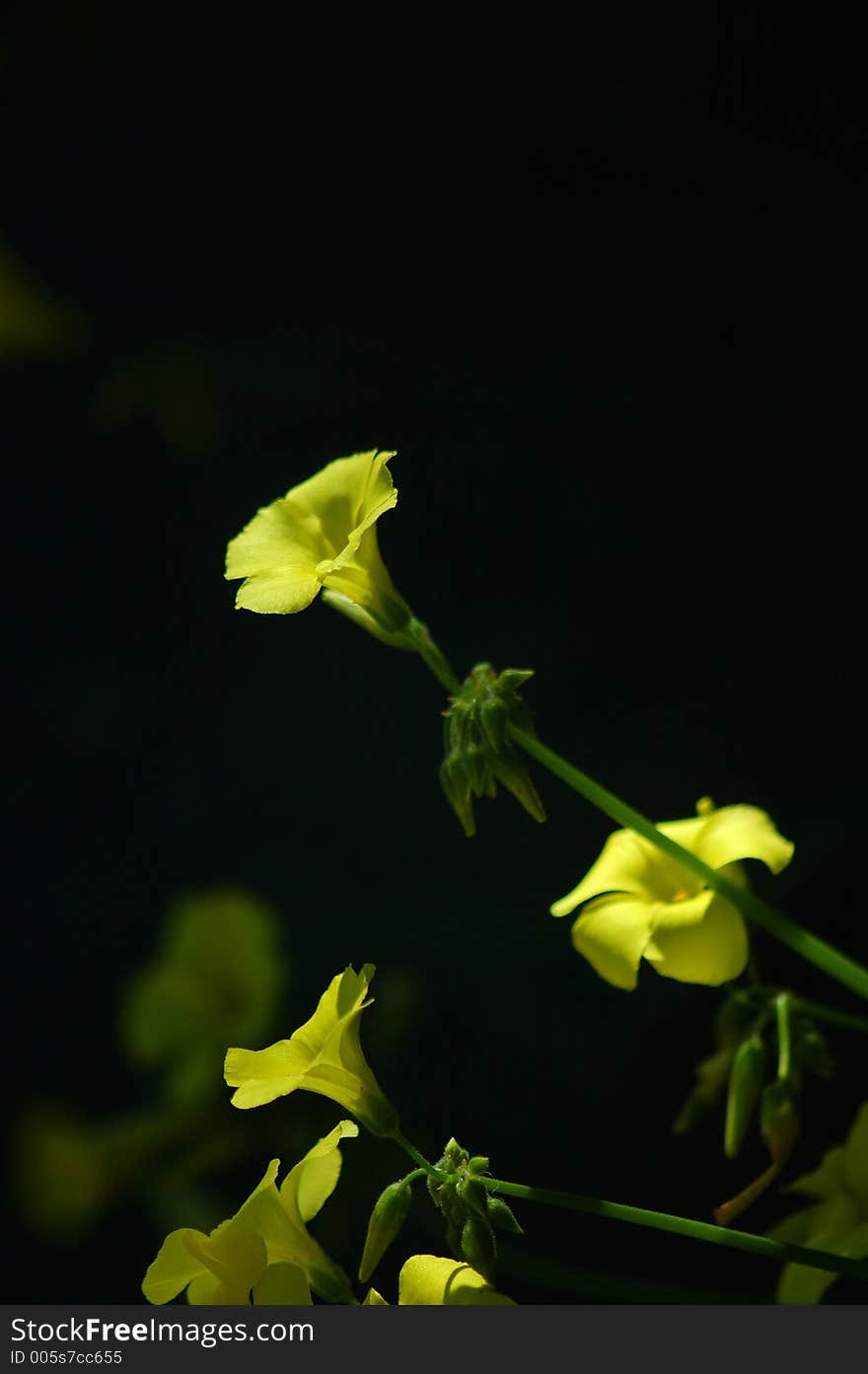 Springtime flora