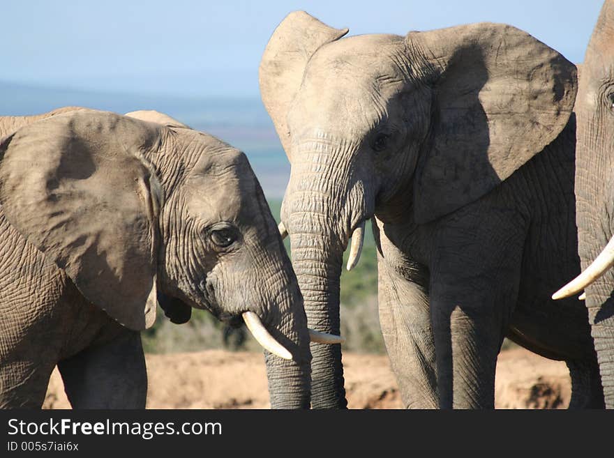 A group of Elephants