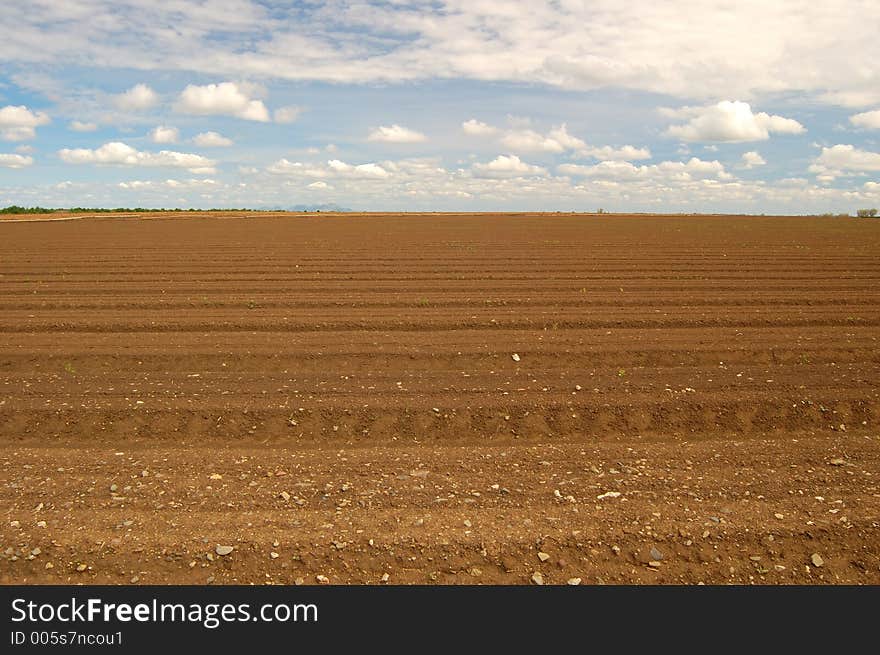 Rural farm field. Rural farm field