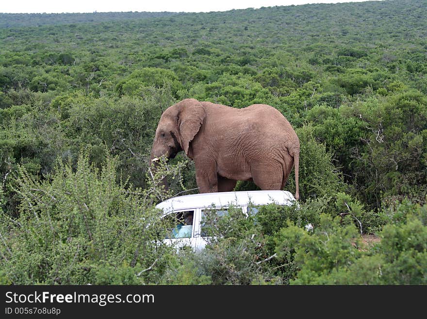 Bull Elephant standing next to a car