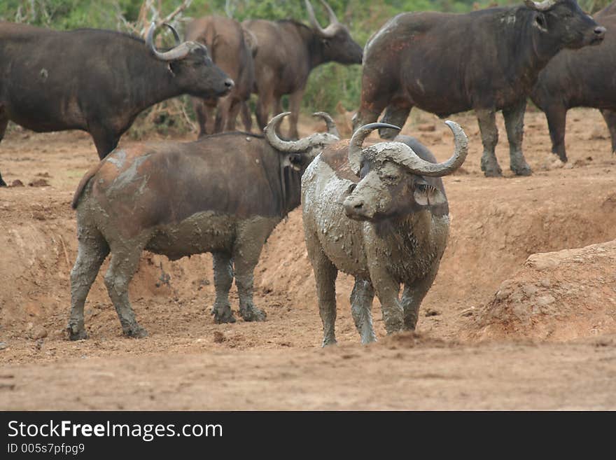 Muddy Water Buffalo at the Wateringhole