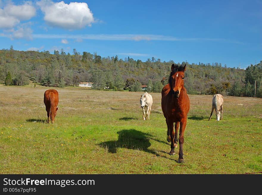 Horses in a field