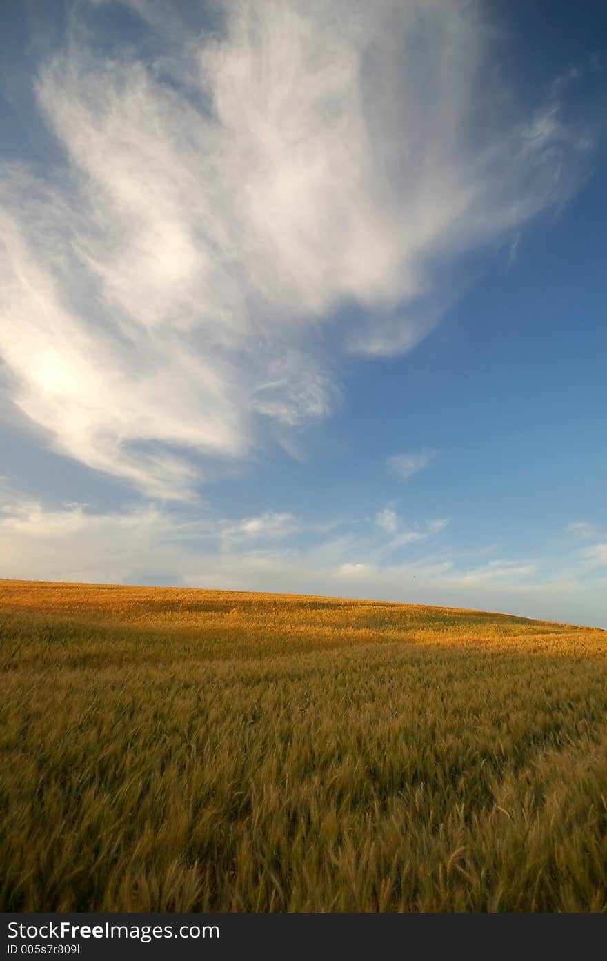 Agricultural field