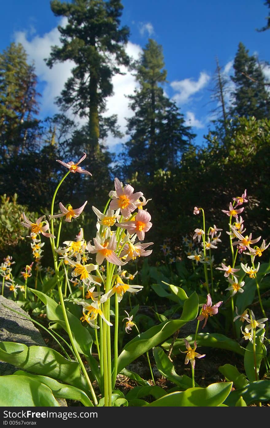 Alpine Scenery in the Northern Sierra near Lake Tahoe. Alpine Scenery in the Northern Sierra near Lake Tahoe