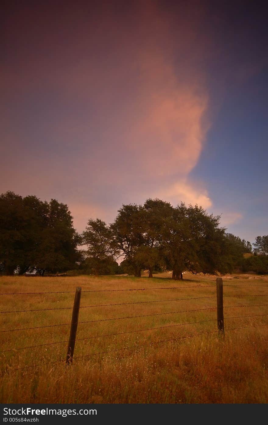 Pastoral Field