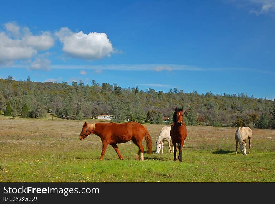 Rural farm field. Rural farm field